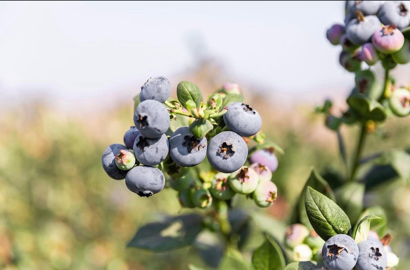Racimo de arándanos CORA en el cultivo
